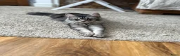 Maine Coon cats for sale: Maine coones kittens (tabby and smokes) - Advert 2