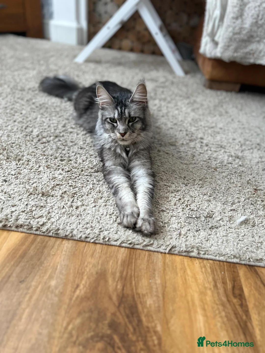 Maine Coon cats for sale: Maine coones kittens (tabby and smokes) - Advert 2