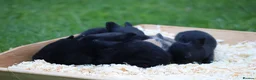 Rex rabbits for sale: 🐰 5 Gorgeous Baby Bunnies Looking for Loving Home - Advert 2