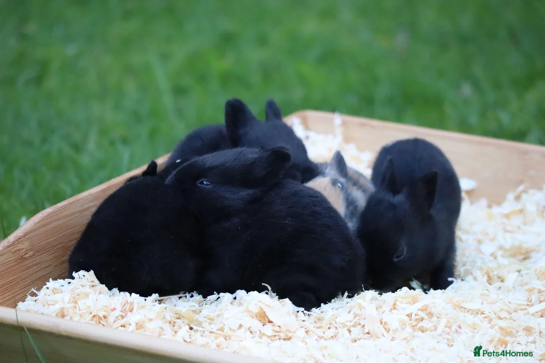 Rex rabbits for sale: 🐰 5 Gorgeous Baby Bunnies Looking for Loving Home - Advert 2