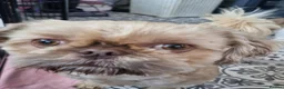 Shih Tzu dogs for sale: KC REG PEDIGREE SHIH TZU PUPPIES - Advert 3