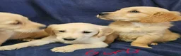 Golden Retriever dogs for sale: Golden retriever puppies in Seaham - Advert 6