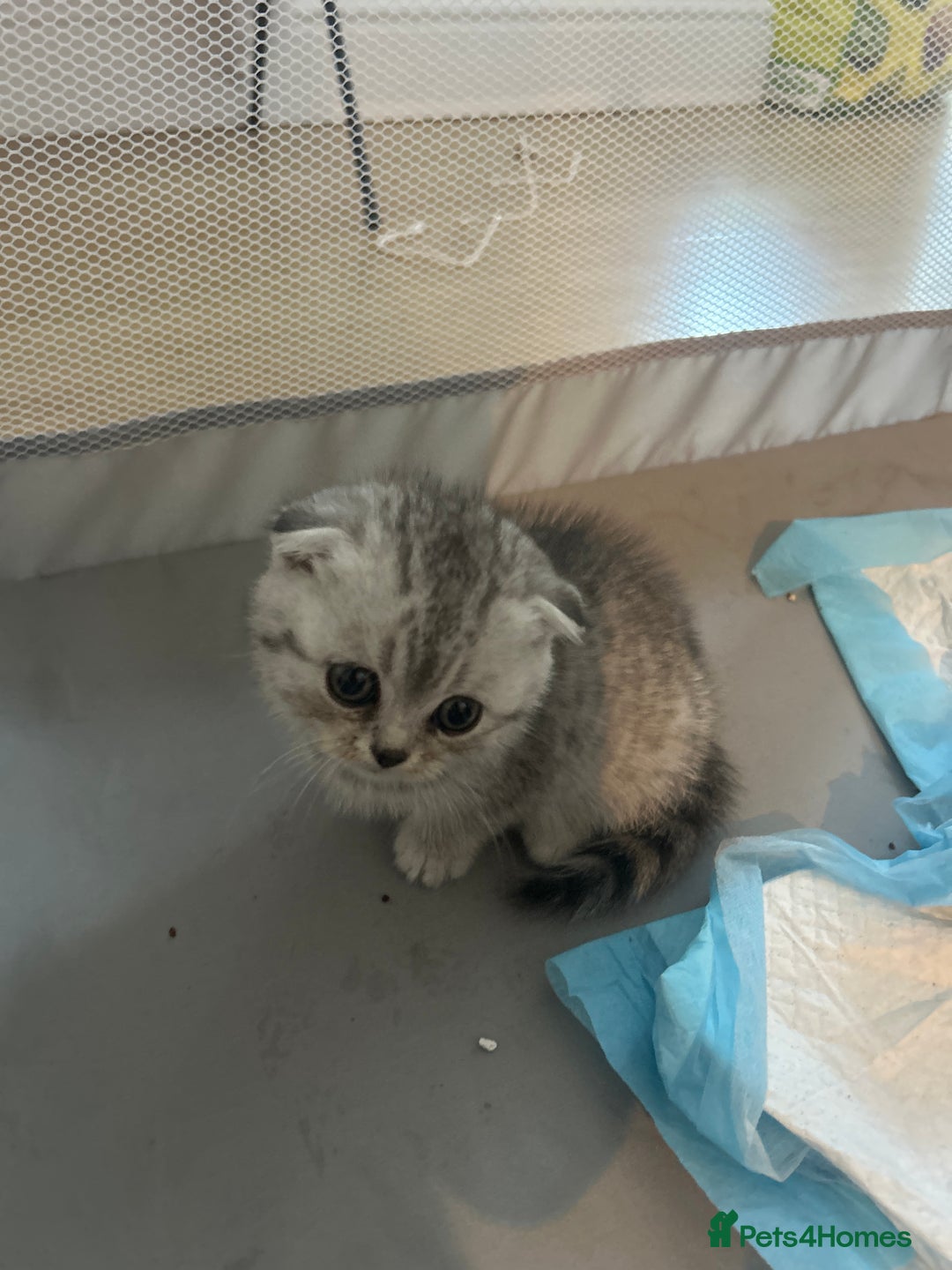 Scottish Fold cats for sale: Scottish fold and straights - Image 15