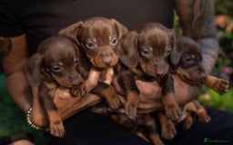 Dachshund dogs for sale: Beautiful Chocolate & Dapple Dachshund Pups - Image 1
