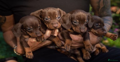 Dachshund dogs - Advert 4