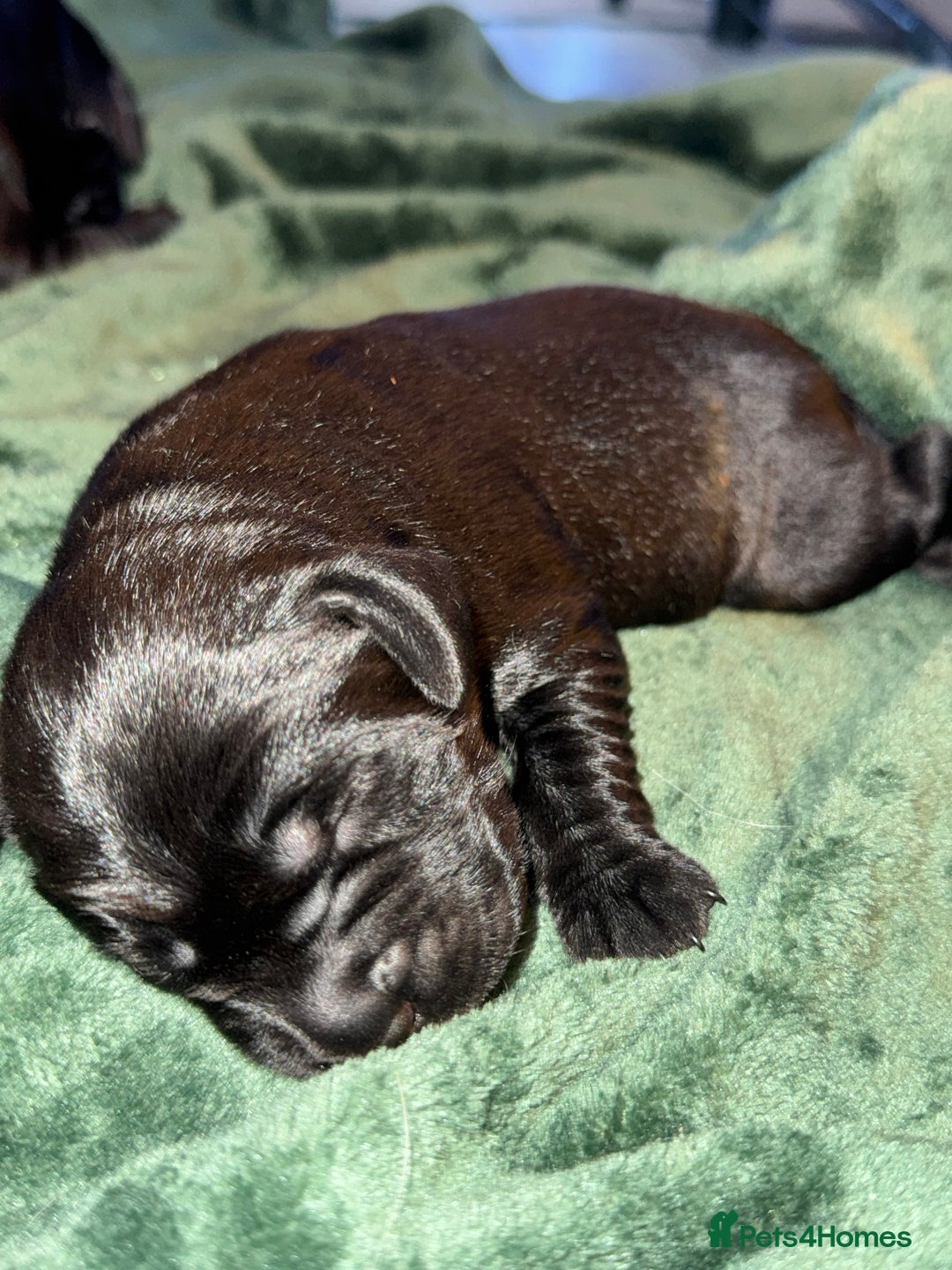 Labrador Retriever dogs for sale: KC Registered Labrador Retriever Puppies - Advert 9