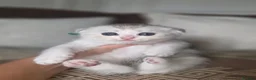 Munchkin cats for sale: Scottish Kilts ( MUNCHKIN FOLD) kittens 😸  in Gloucester - Advert 36