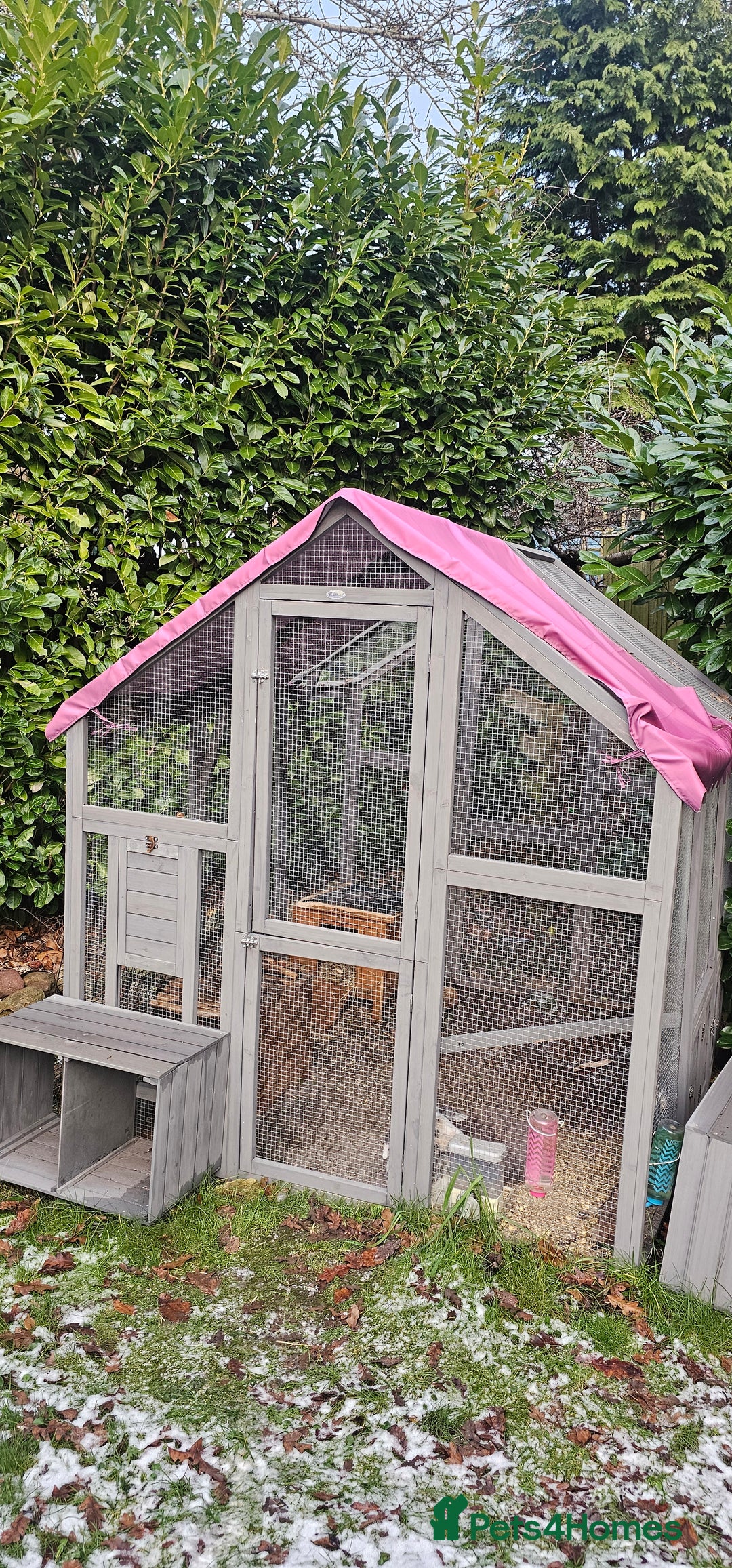 Mini Lop rabbits for sale: Bonded pair of mini lop ear rabbits - Advert 4