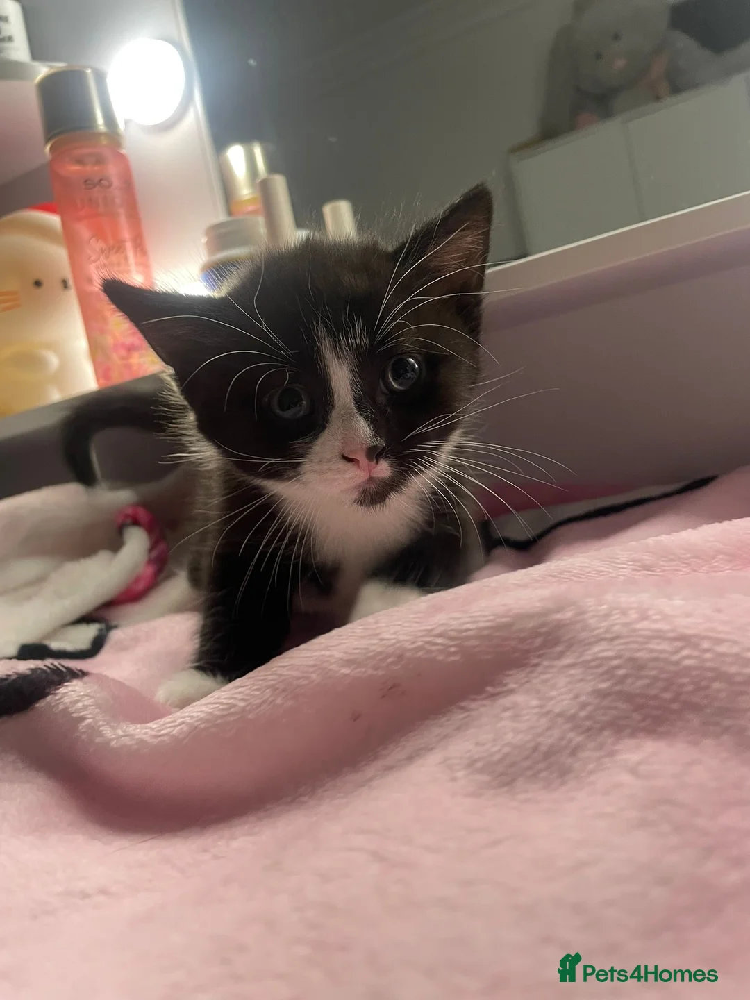 Domestic Shorthair cats for sale: Kittens  - Advert 5