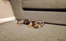 Miniature Dachshund dogs for sale: Miniature Dachshund  - Image 8