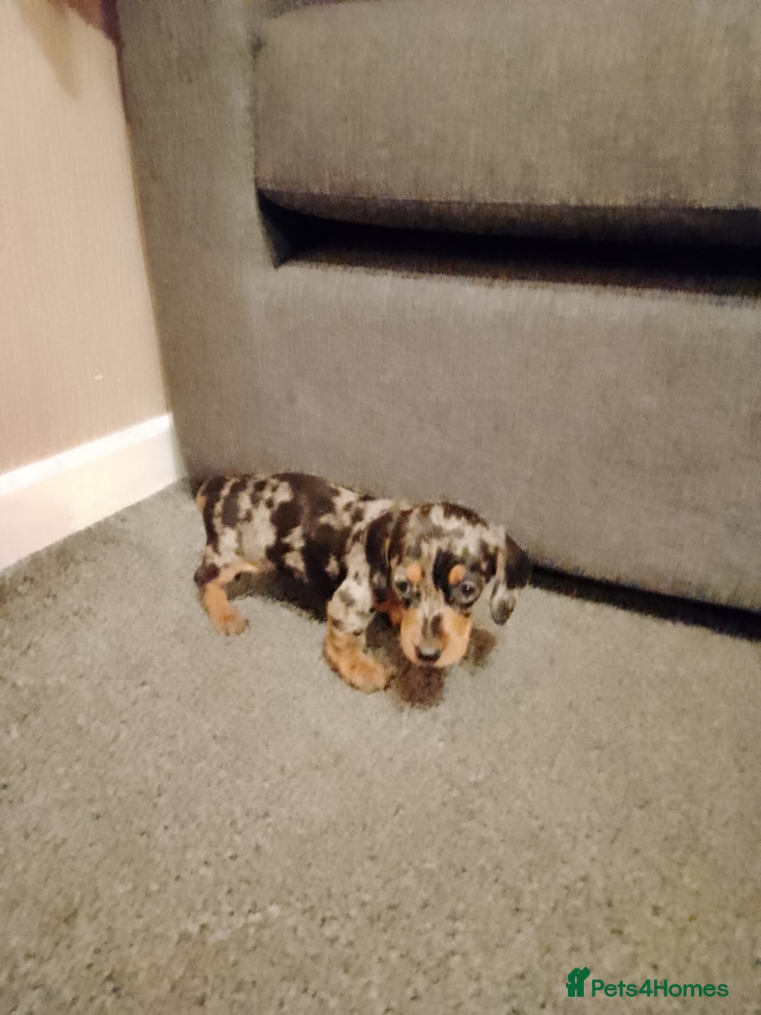 Miniature Dachshund dogs for sale: Miniature Dachshund  - Image 8