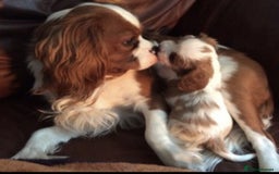 Cavalier King Charles Spaniel dogs for stud: Extensively Health Tested Cavalier King Charles Sp in Mansfield - Image 1