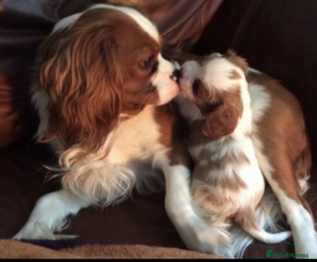 Cavalier King Charles Spaniel dogs for stud: Extensively Health Tested Cavalier King Charles Sp in Mansfield - Image 1