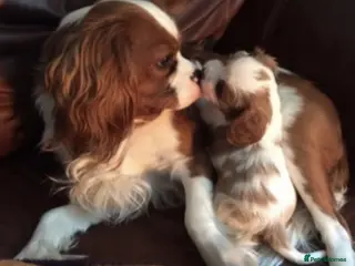 Cavalier King Charles Spaniel dogs Extensively Health Tested Cavalier King Charles Sp in Mansfield - Advert 10