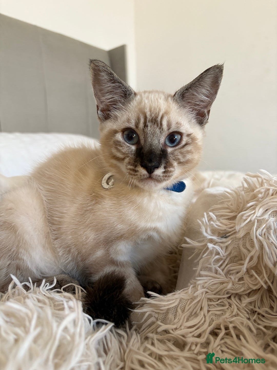 Ragdoll cats for sale: Adorable male kittens looking for loving homes - Image 2