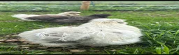 Chickens poultry for sale: Silkie Hatching Eggs – Paint & Cuckoo-Type  - Advert 10