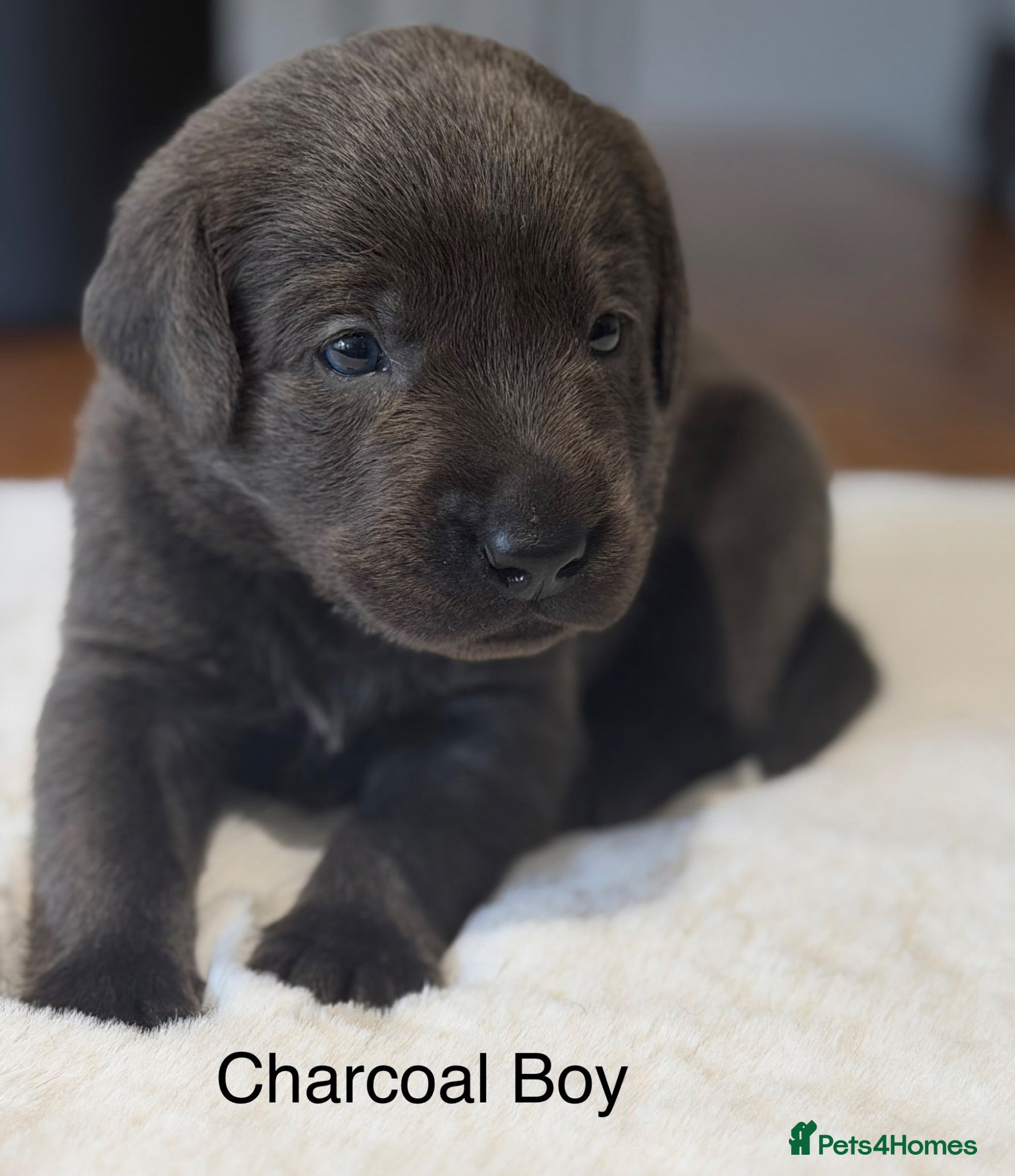 Labrador Retriever dogs Stunning Silver/Charcoal Labrador pups - Advert 2