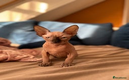 Sphynx cats for sale: Sweet Cream Sphynx Kitten looking for a family - Image 2