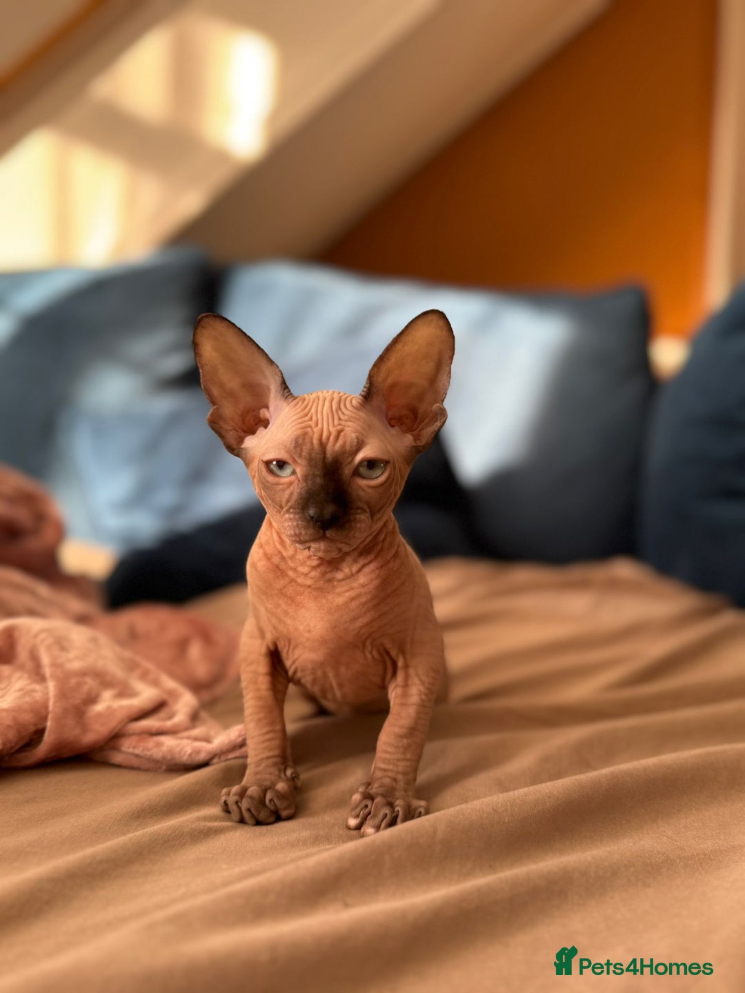 Sphynx cats for sale: Sweet Cream Sphynx Kitten looking for a family - Image 2