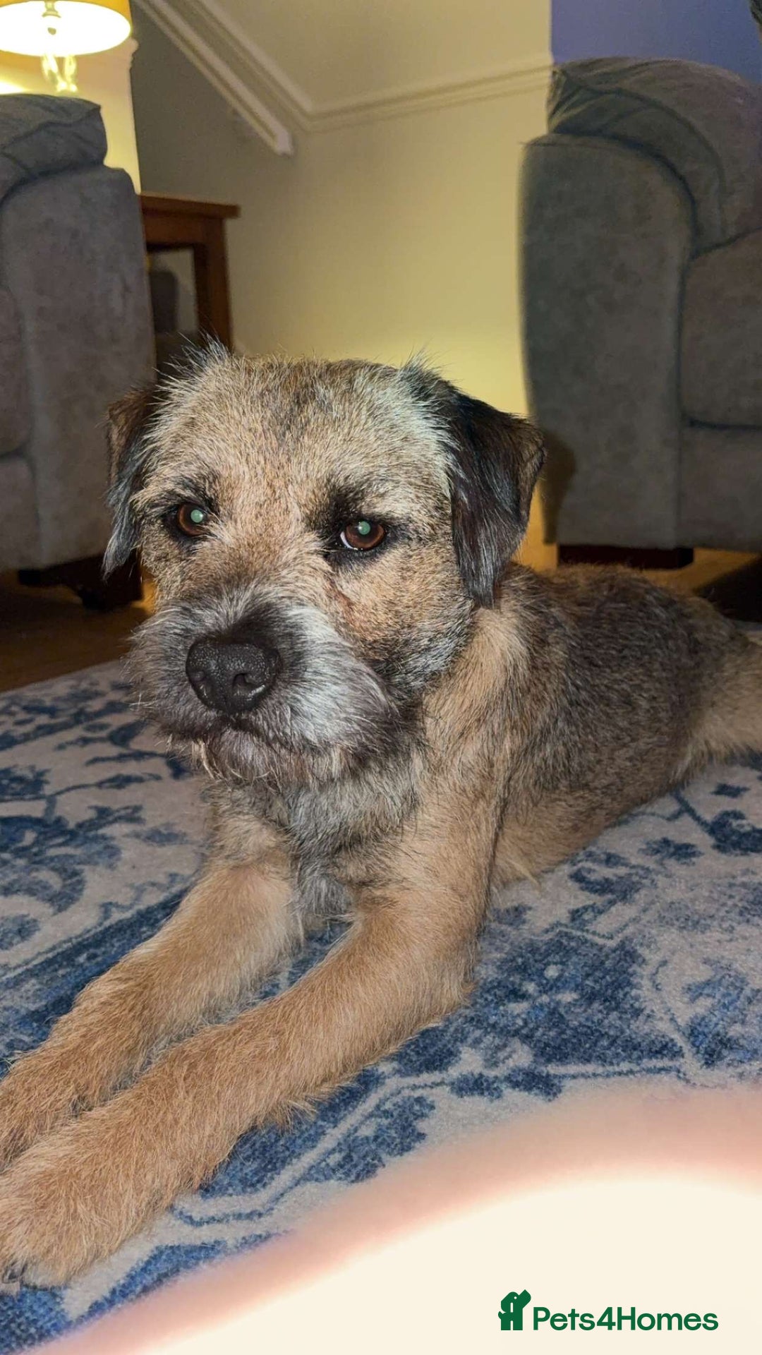 Border Terrier dogs for stud: Gorgeous George for stud - Advert 3