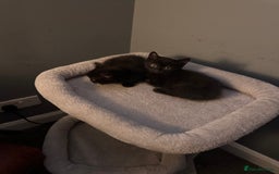 Mixed Breed cats for sale: Kittens - Image 3