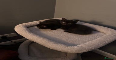 Mixed Breed cats - Advert 2
