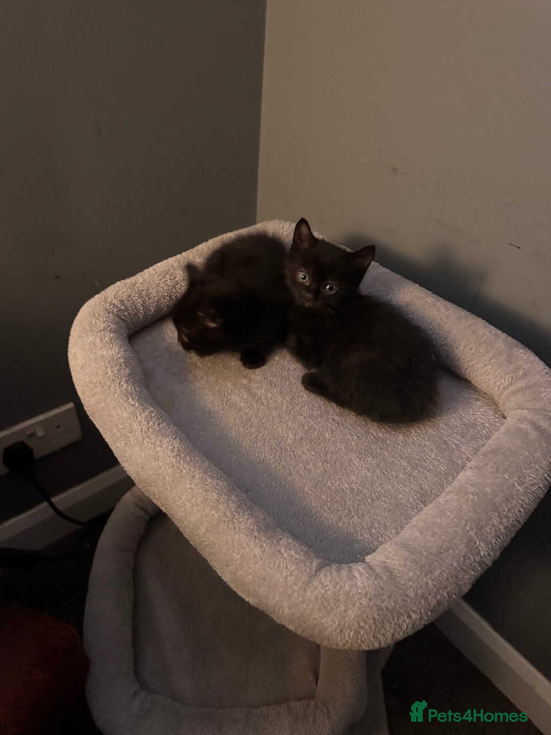 Mixed Breed cats for sale: Kittens - Image 3