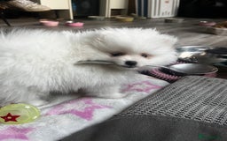 Pomeranian dogs for sale: Tiny Pomeranian Girl Puppy READY NOW - Image 9