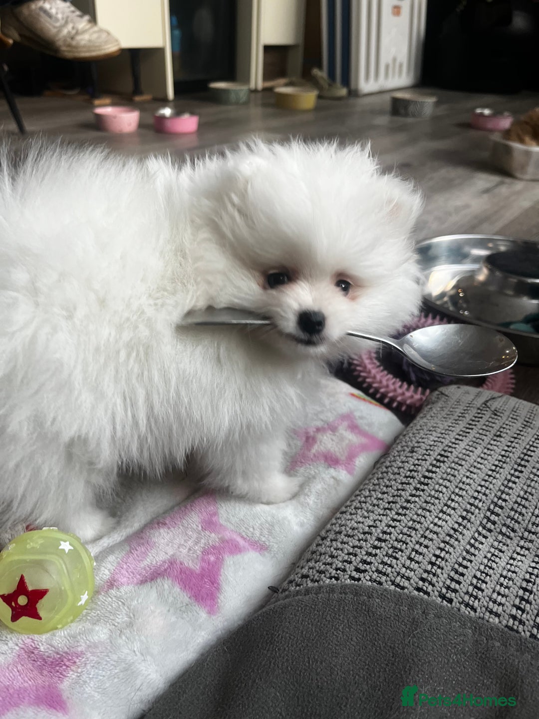 Pomeranian dogs for sale: Tiny Pomeranian Girl Puppy READY NOW - Image 9
