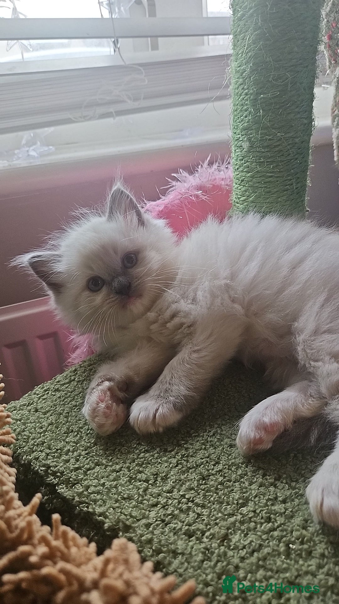Ragdoll cats for sale: Ragdoll kittens for sale 💞 - Advert 9