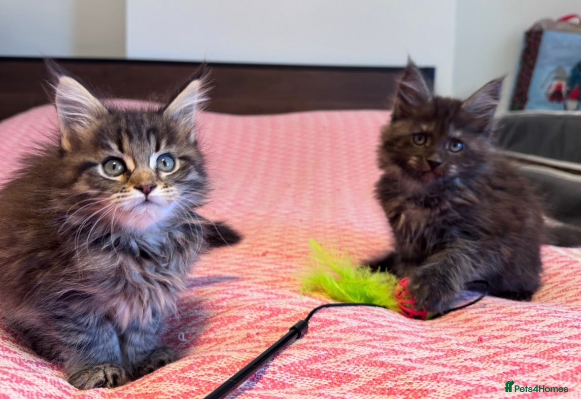 Maine Coon cats Maine Coon purebred male and female kittens - Advert 18