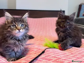 Maine Coon cats Maine Coon purebred male and female kittens - Advert 18