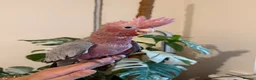 Cockatoo birds for sale: Hand reared baby galah  - Advert 4