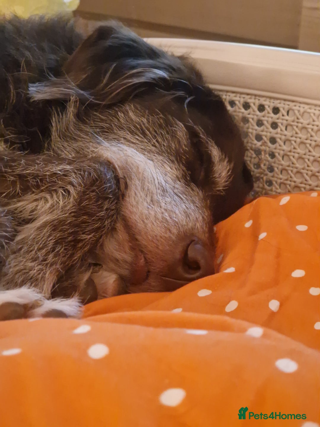 Mixed Breed dogs for sale: Dog for rehoming - Advert 5