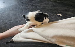 Cocker Spaniel dogs for sale: Beautiful cocker spaniel puppies - Image 10
