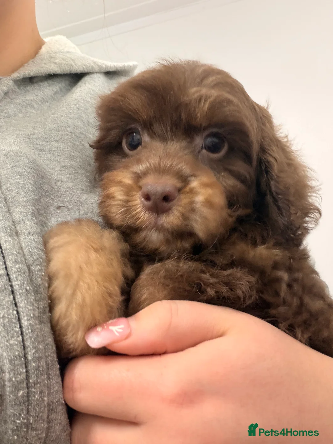 Cockapoo dogs for sale: LAST BOY REDUCED- Health Tested toy cockerpoos  - Advert 27