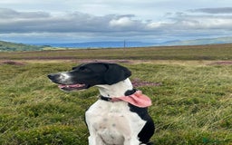 Pointer dogs for sale: English pointer puppies  - Image 5
