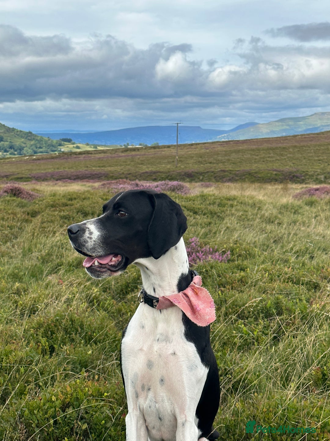 Pointer dogs for sale: English pointer puppies  - Image 5