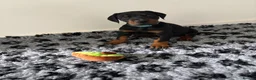 Dobermann dogs for sale: 9 Doberman Puppies- Ready to leave 6th June - Advert 18
