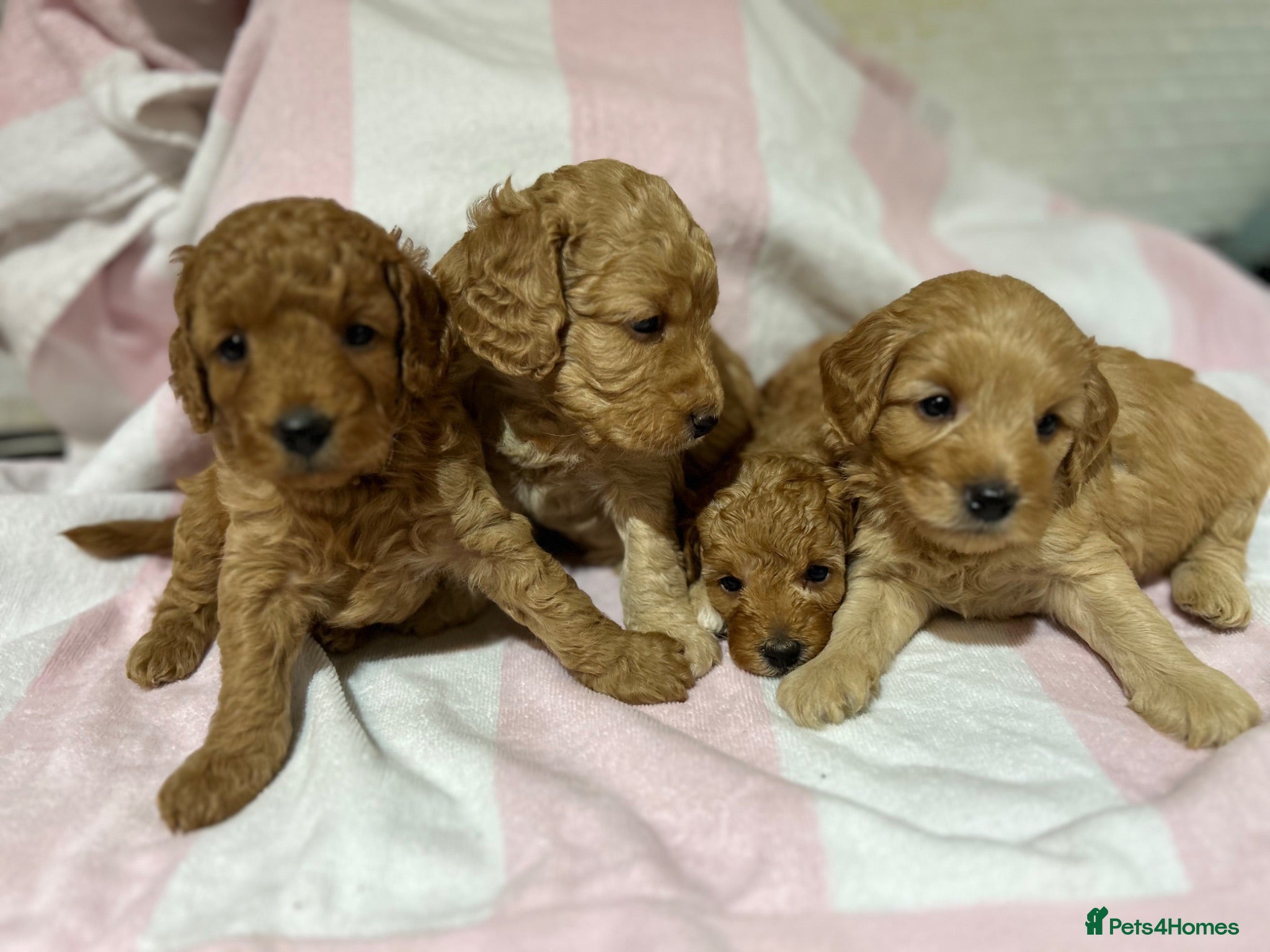 Cockapoo dogs Stunning Cockapoo Pups Health Tested Parents - Advert 2