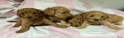 Cockapoo dogs for sale: Stunning Cockapoo Pups Health Tested Parents - Advert 2