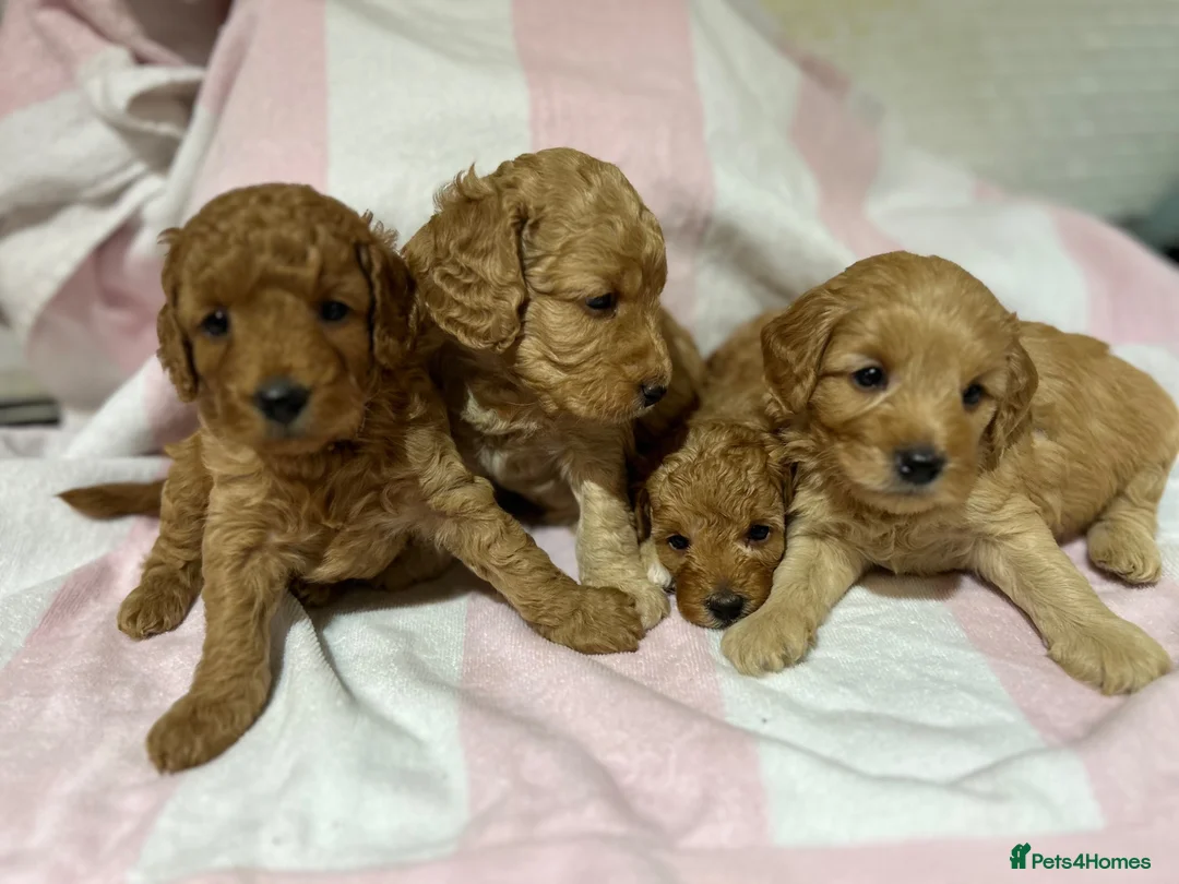 Cockapoo dogs for sale: Stunning Cockapoo Pups Health Tested Parents - Advert 2
