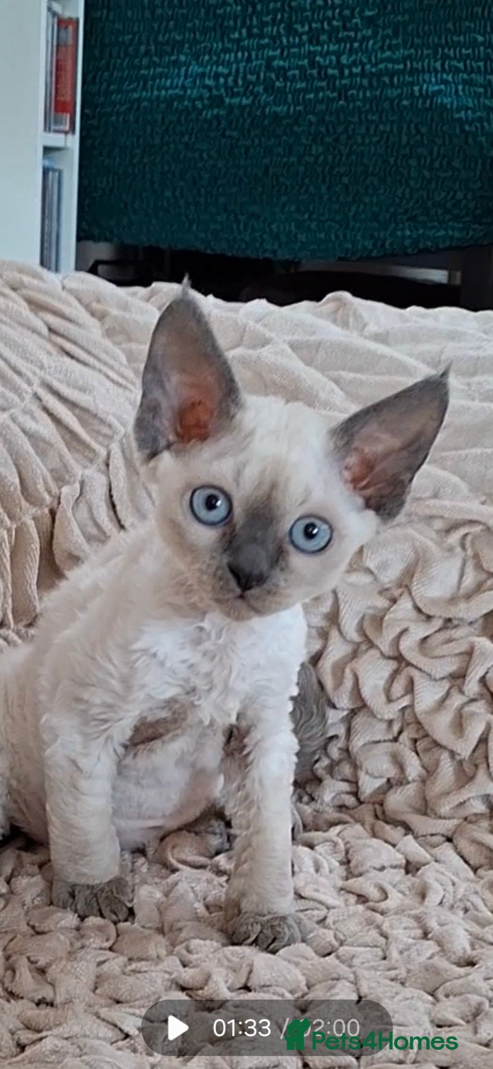 Devon Rex cats for sale: Last giirl -FIFE registered - Advert 5