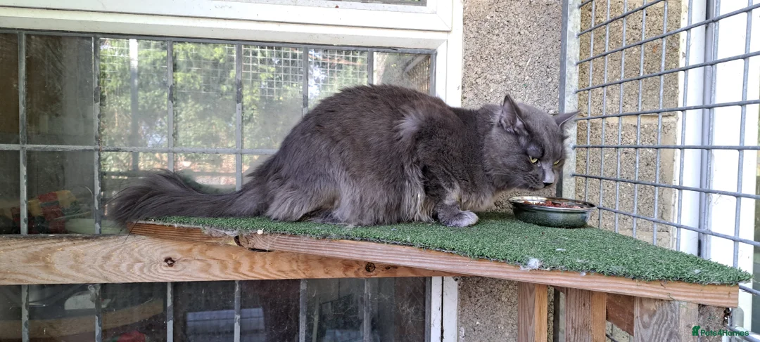 Siberian cats for stud: Blue reg, health tested Classic Siberian for STUD - Advert 10