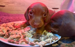 Miniature Dachshund dogs for sale: Beautiful best of breed litter - Advert 2