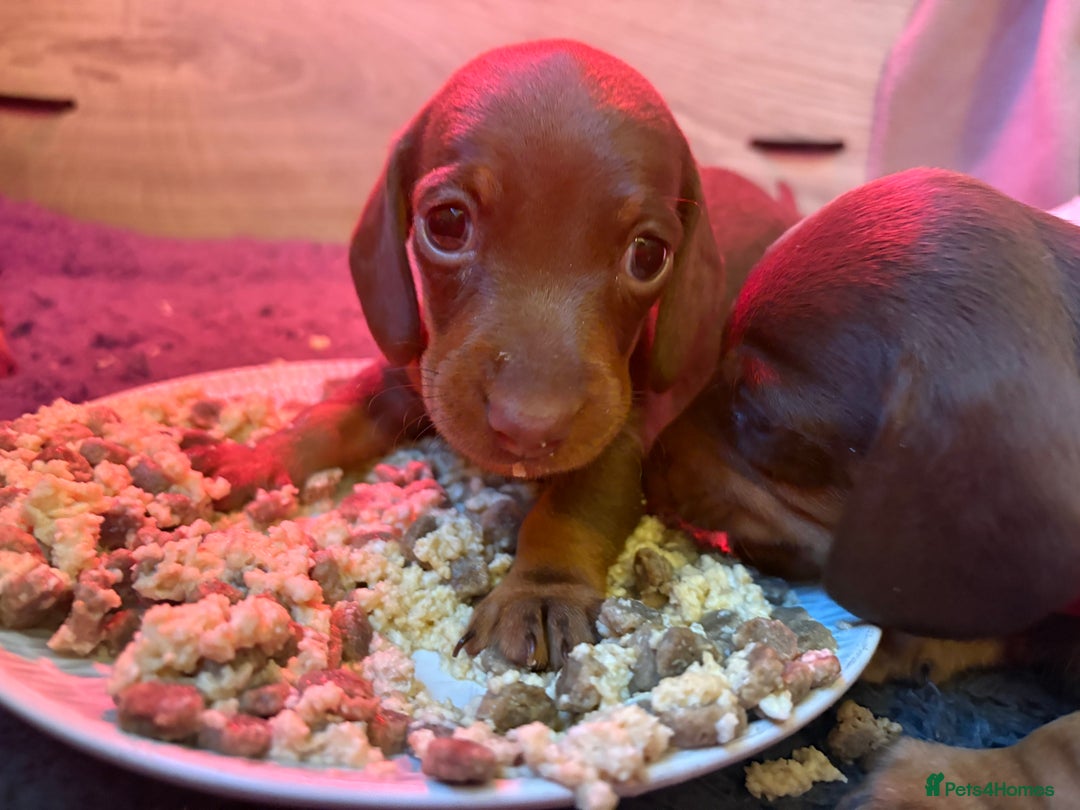 Miniature Dachshund dogs for sale: Beautiful best of breed litter - Advert 2