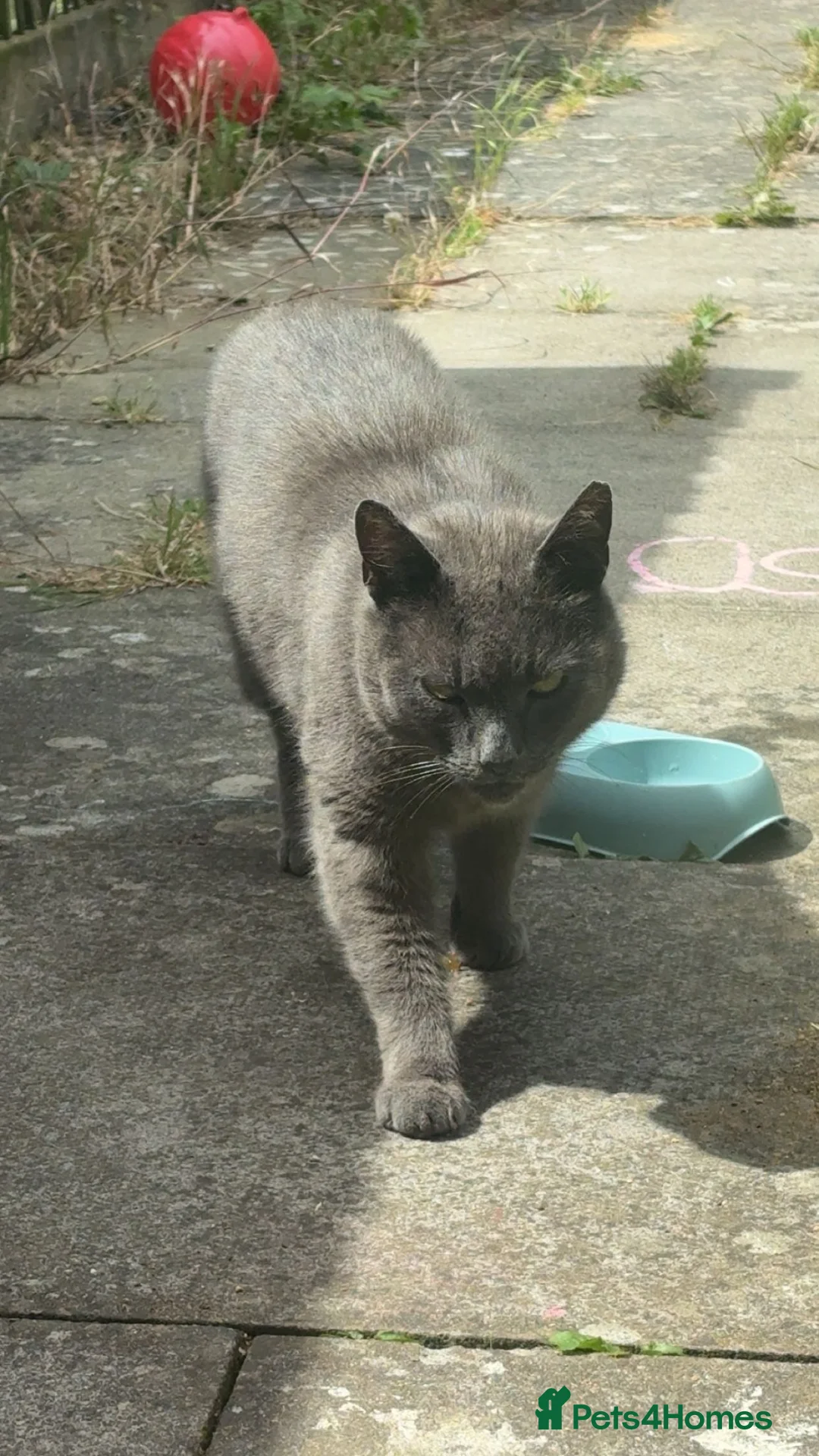 British Shorthair cats for sale: Blue cat - Advert 2