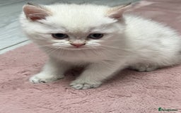 British Shorthair cats for sale: Beautiful golden white British short hair  - Image 11