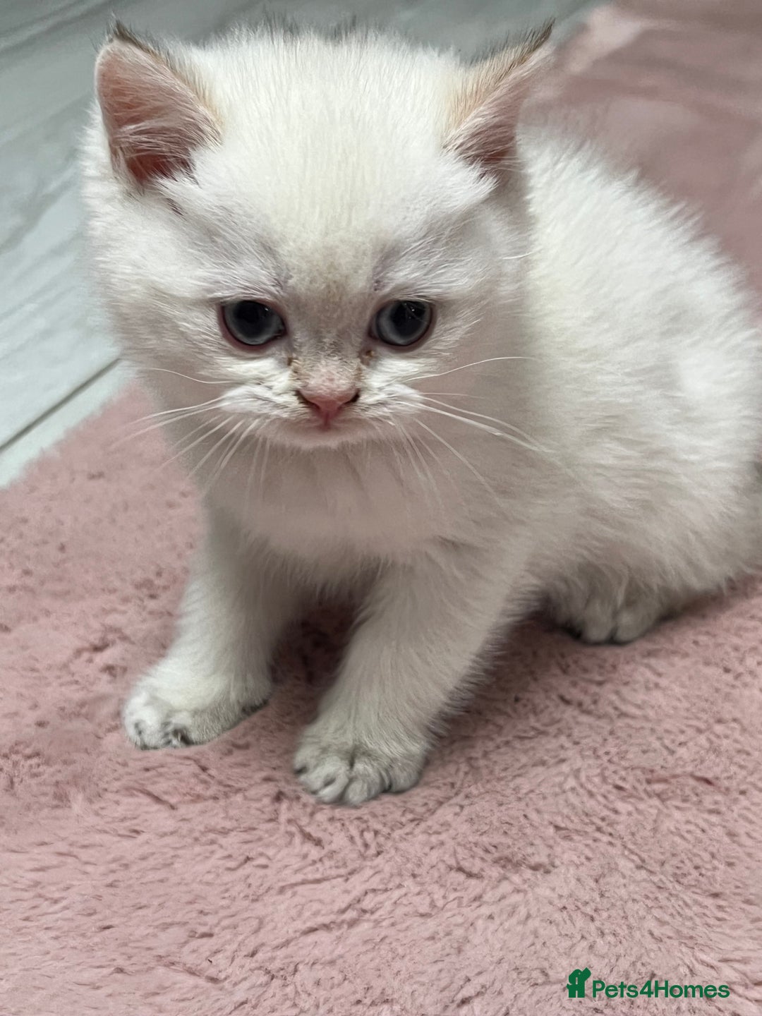 British Shorthair cats for sale: Beautiful golden white British short hair  - Image 11