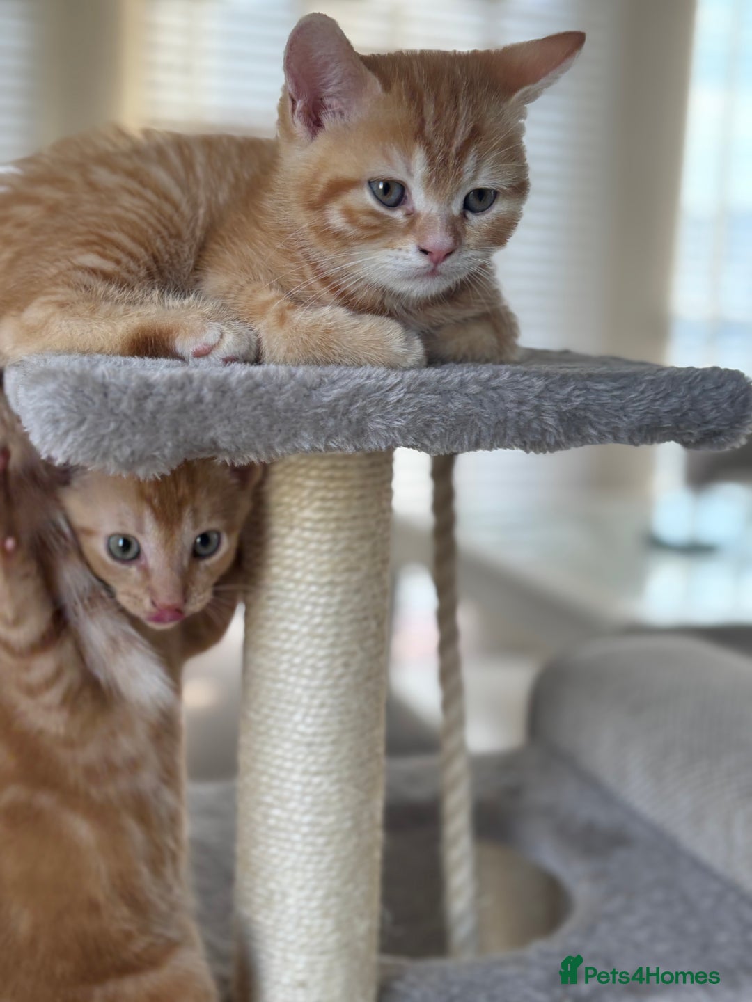 Domestic Shorthair cats for sale: Ginger Boys  - Image 4